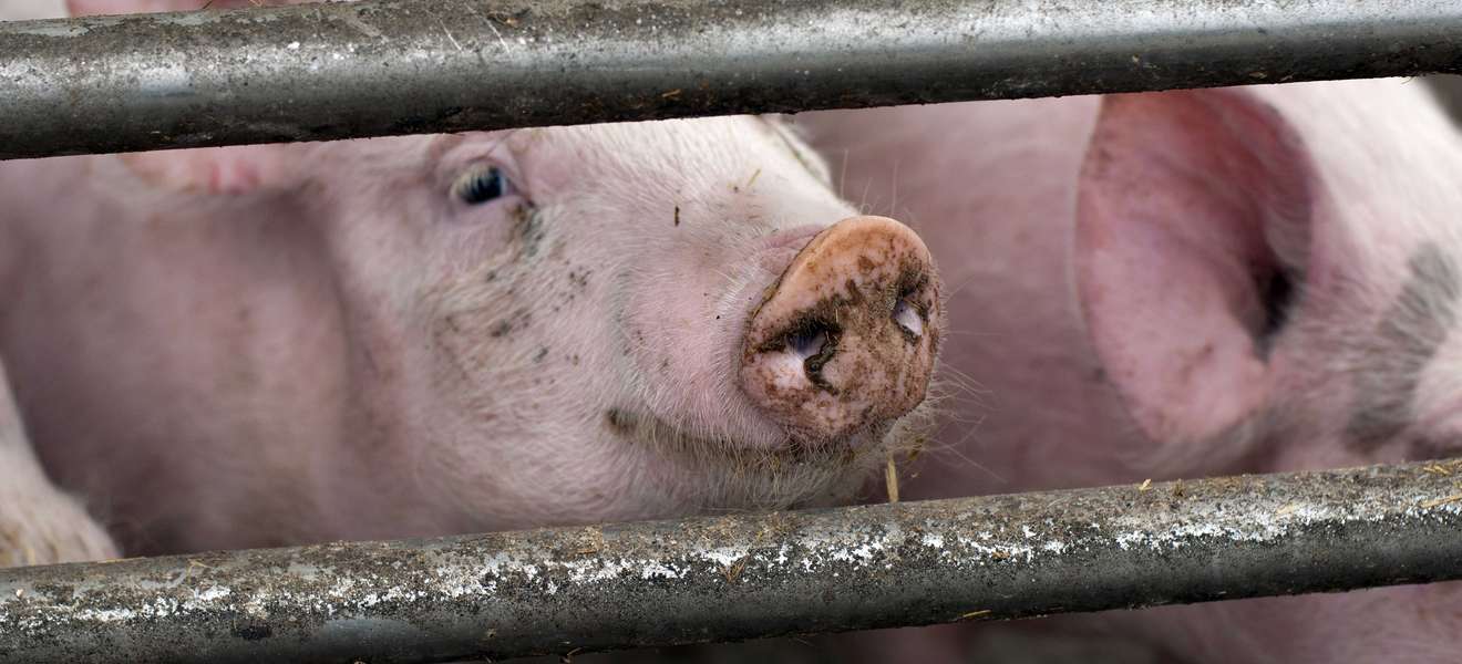 Massentierhaltung in der Schweinezucht