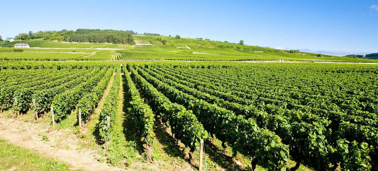 Das Weinbaugebiet Côte de Beaune ist der südliche Teil der Côte d’Or.