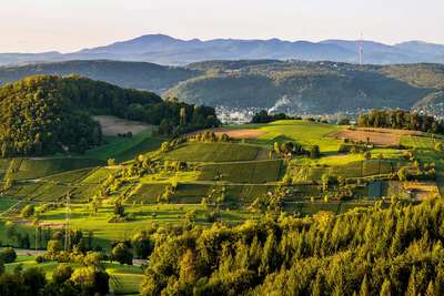 Blick auf die Reblagen des Muttenzer Wartenbergs mit dem Schwarzwald im Hintergrund.