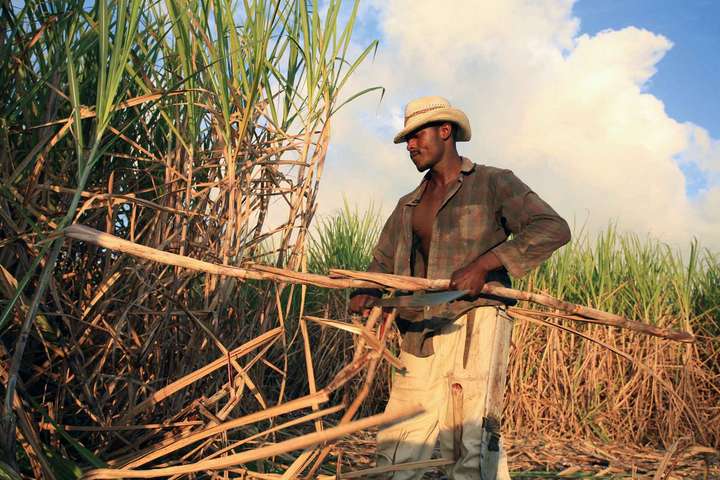 Böden und Klima der Dominikanischen Republik sind ideal für Zuckerrohr.