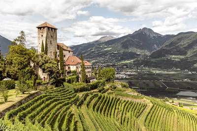 Bergweinbau: Weinberge in Höhenlagen ab 500 Meter erfahren immer mehr Aufmerksamkeit. 