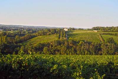 Die Grand-Cru-Lage Coulée de Serrant ist ein Monopol der Familie Joly, die hier aus Chenin Blanc den vielleicht berühmtesten biodynamischen Weißwein der Welt erzeugt.