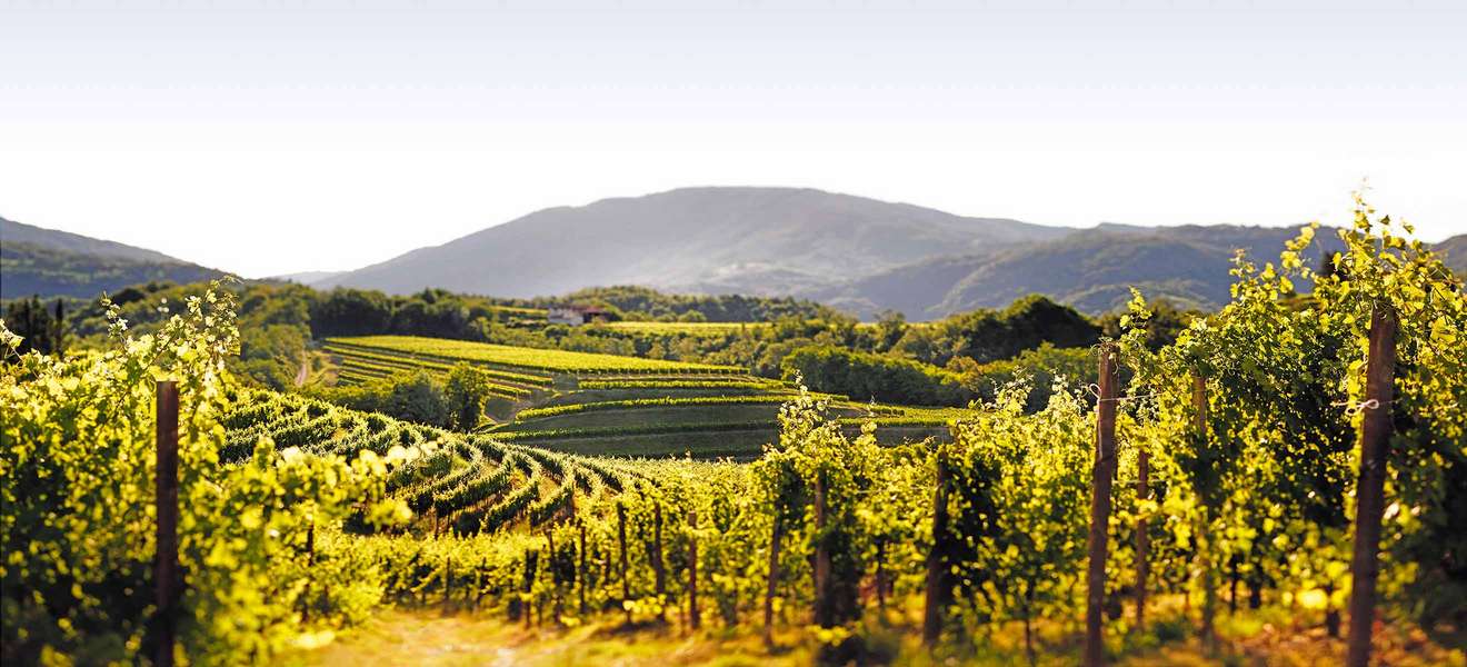 Unkonventioneller Zugang zu ursprünglichem Wein: Grenzüberschreitungen sind alltäglich im Karst zwischen Italien und Slowenien.