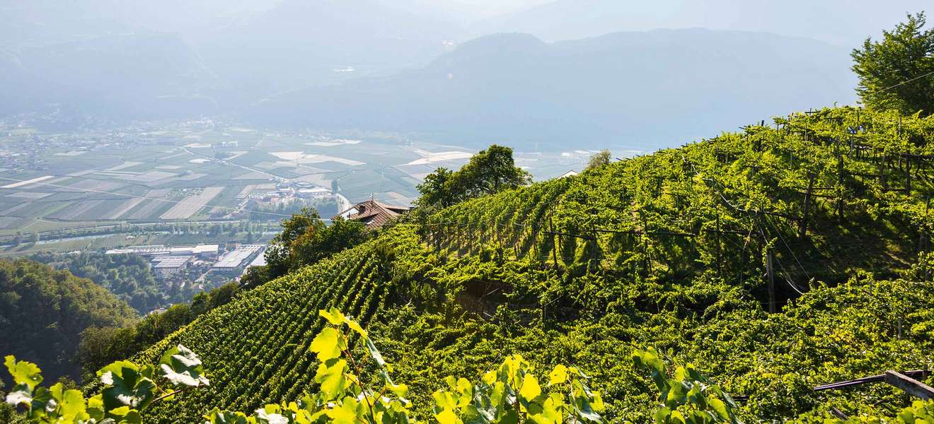 Erfolgreich mit reifen Weißen: Die Terlaner Weine werden bis auf 900 Meter Seehöhe angebaut.