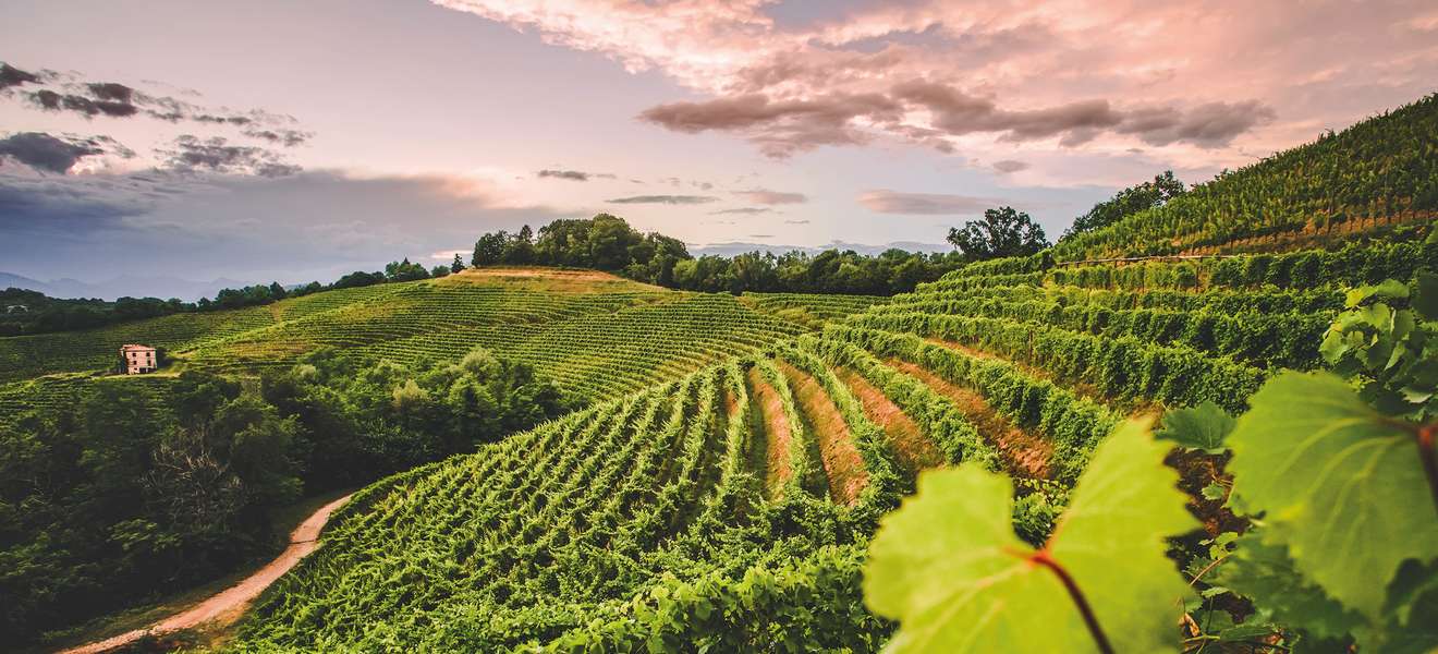 In den Hügeln an der Grenze zu Slowenien gedeihen spannende Weißweine.