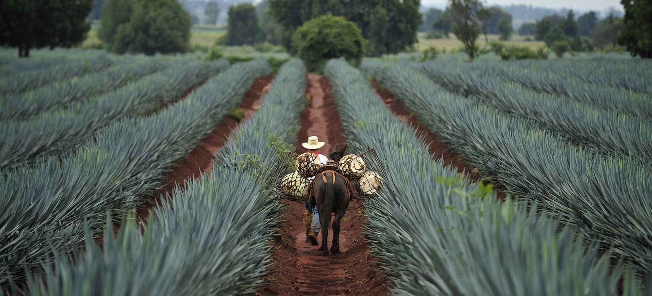 Im Hochland von Jalisco, in Mexiko, wird die blaue Agave zur Produktion von Tequila angebaut.