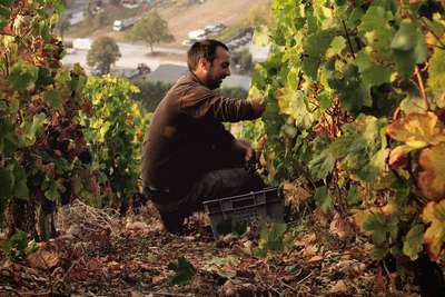 Im Bereich der Centre Loire reifen die Trauben, wie hier der Sauvignon Blanc bei Henri Bourgeois auf steilen Hängen in Südlagen.