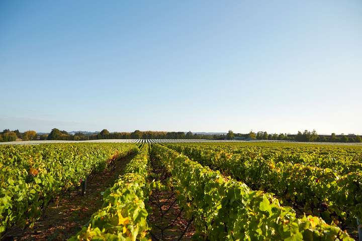 Die Familie Brajkovich vom Weingut Kumeu River macht die besten Chardonnays Neuseelands.