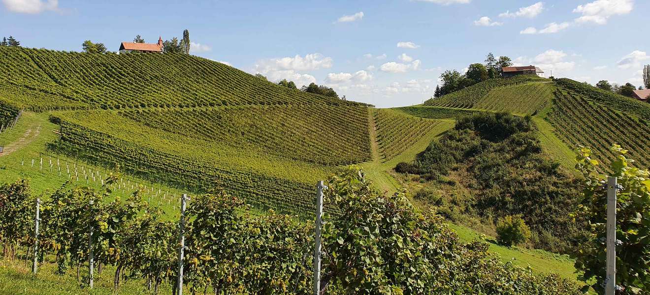 Weingärten in der Südsteiermark. 