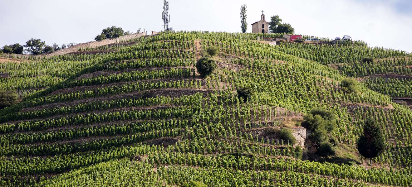Cave de Tain legt Weinbau-Fond auf