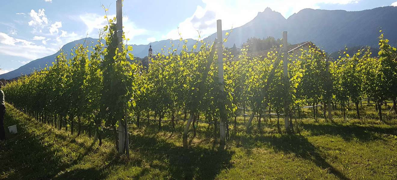 Weinreben in Vorarlberg.