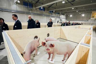 Beispielhafter Wartestall für Schweine