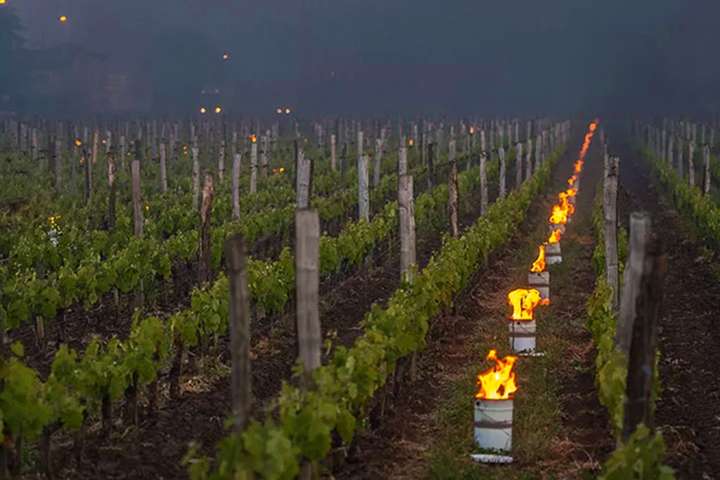 Um die Ernte vor Frostschäden zu bewahren, zogen im Frühjahr 2017 Winzer und Weinarbeiter schon frühmorgens aus, um die Hänge zu beheizen.