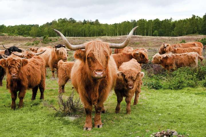 Berühmt: Das Highland-Rind ist eine der beliebtesten Rinderrassen der Welt.