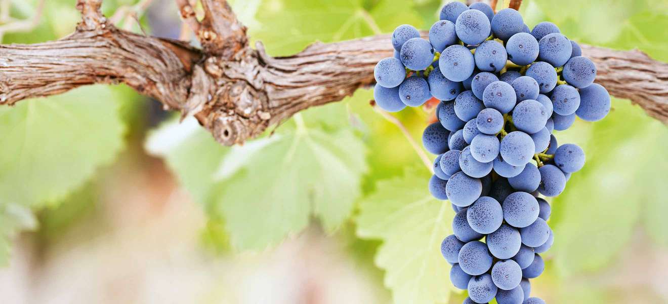 Die Regeln des Markts: Die Nachfrage nach PiWi-Weinen nimmt stark zu, das Angebot wächst entsprechend mit.