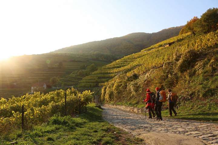 Niederösterreich ist mit seinen acht Weinbaugebieten und rund 30.000 Hektar Rebläche das größte Weinland Österreichs. Im Bild: Herbstliche Weinwanderung durch die Wachauer Rieden.