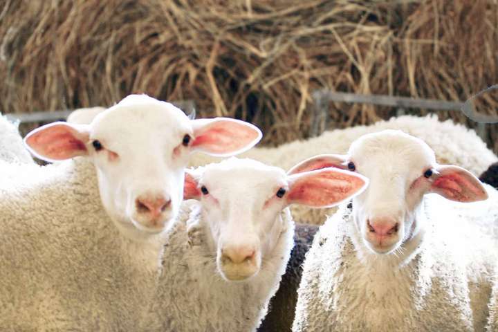 Lacaune-Schafe, aus deren Milch »Gansis Schofkas« hergestellt wird.