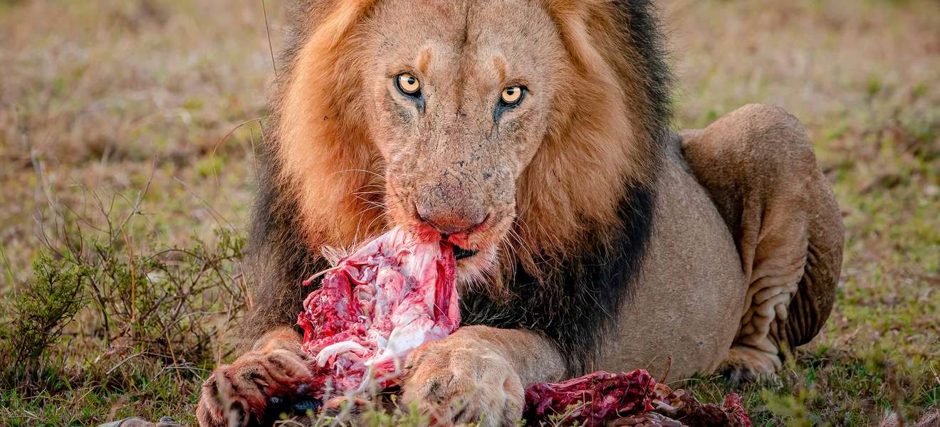 Löwenfleisch essen: absurd oder der Schlüssel zu einem bewussten Umgang mit Fleisch?