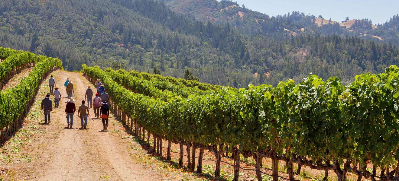In den Weingärten des Napa Valley wachsen die vielleicht besten Cabernet-Trauben der Welt.