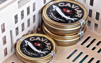 Schweizer Kaviar wird sowohl in der schwarzen als auch in der Albino-Variante angeboten.
