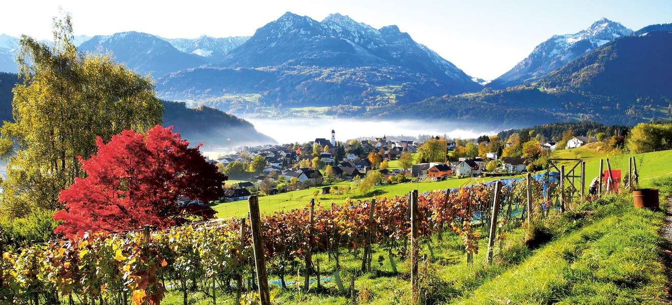 Im Moment werden in Vorarlberg nur 20 Hektar Reben bewirtschaftet.