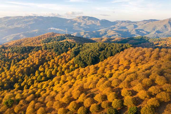 Maroni-Wälder auf Korsika