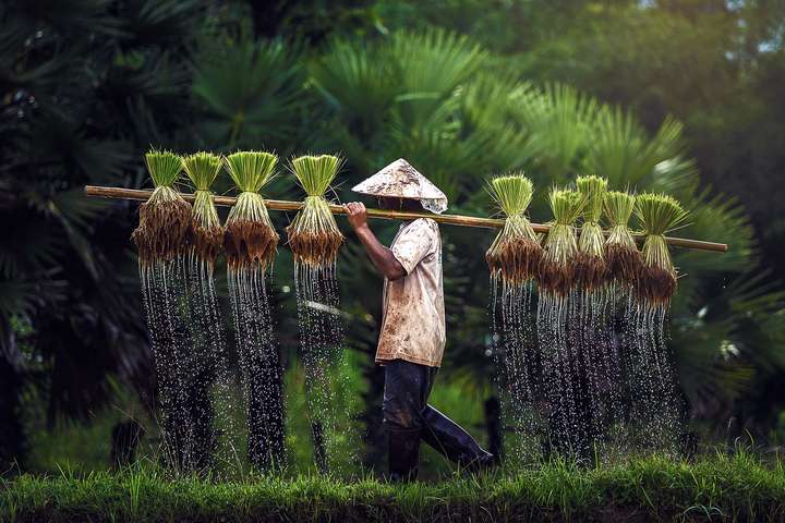 Ein Reisbauer mit seiner Ernte. Das Wasser, das für den Anbau notwendig war, muss nun ablaufen.