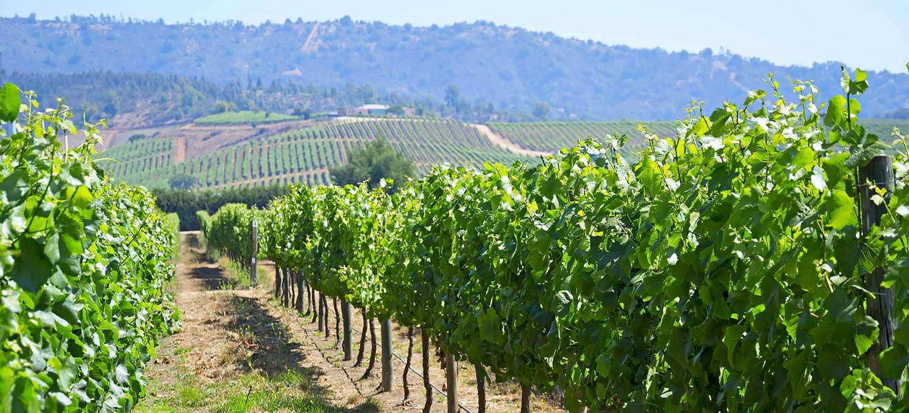 Die ertragreichen Weinberge von Chile verleihen dem Wein eine ganz besondere Note