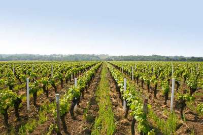 Der Weinfreund kann entlang der Loire dank der enormen stilistischen Vielfalt wirklich noch etwas erleben.