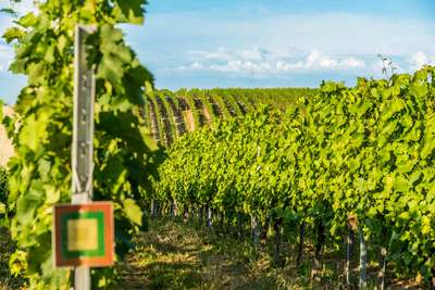 Das Weingut verfügt über 40 Hektar Eigenfläche.