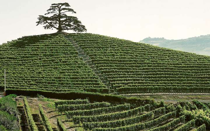 Die Libanon-Zeder auf dem Weingut Monfalletto.